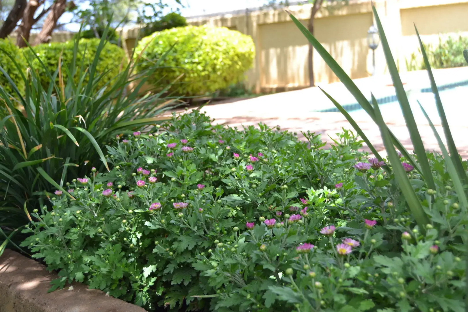 The Capital Guesthouse