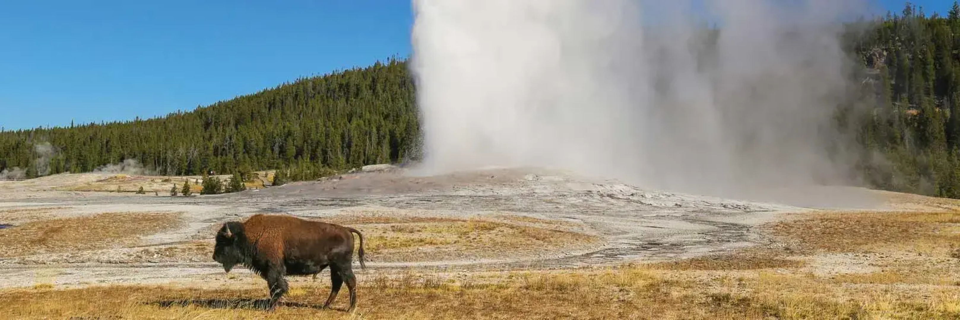 Gray Wolf Inn & Suites