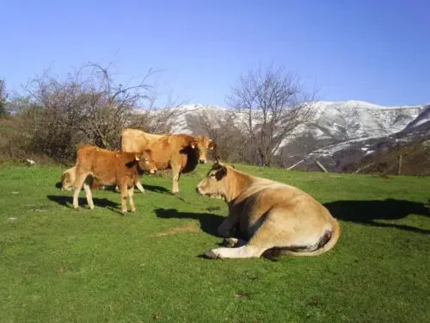Apartamentos Peña Ubiña