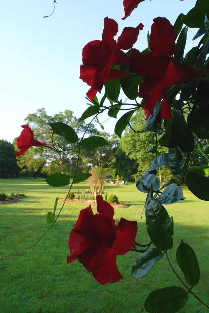 Seven Oaks Bed & Breakfast