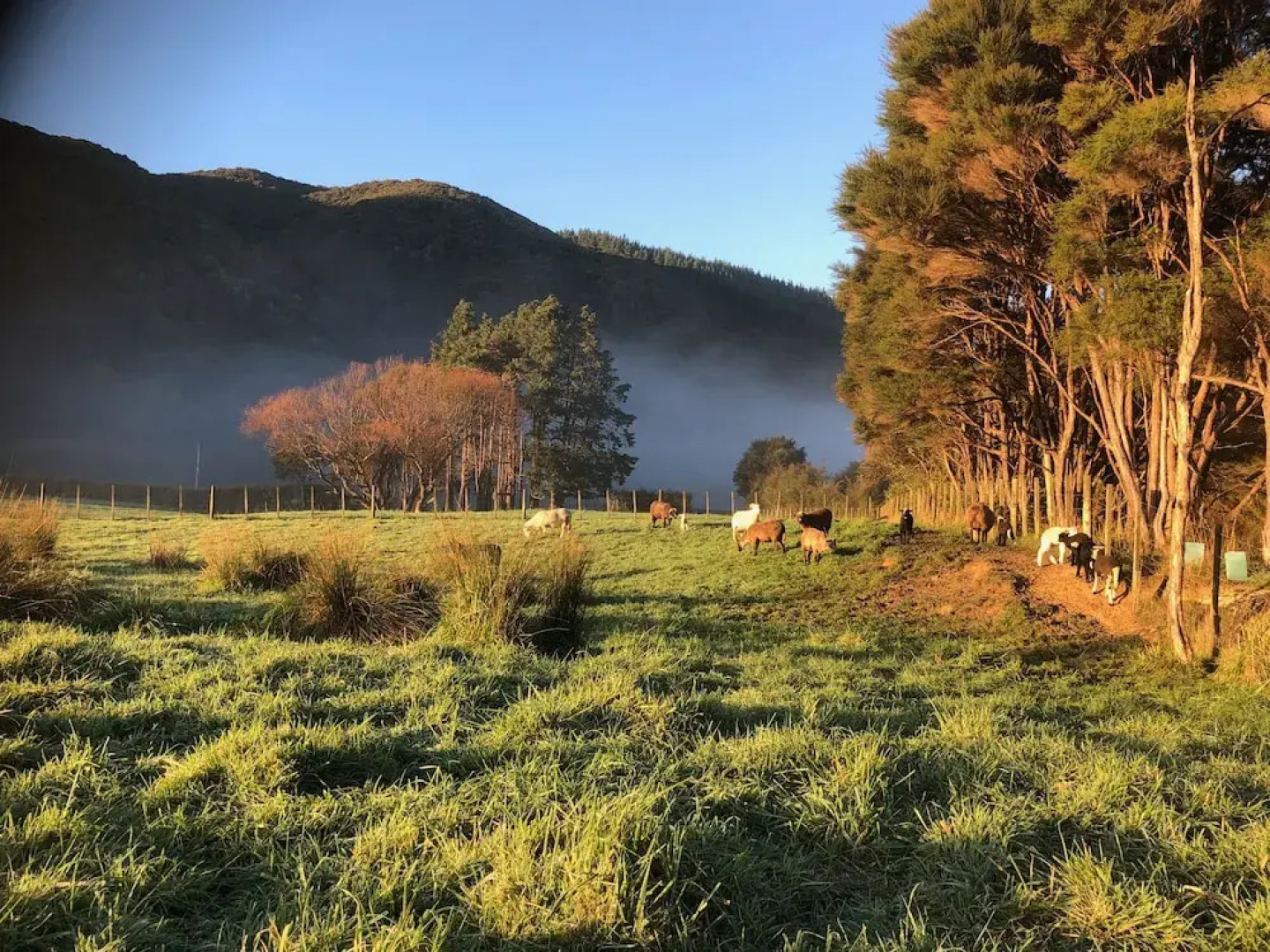 Narrow Neck Creek Farmstay and B&B