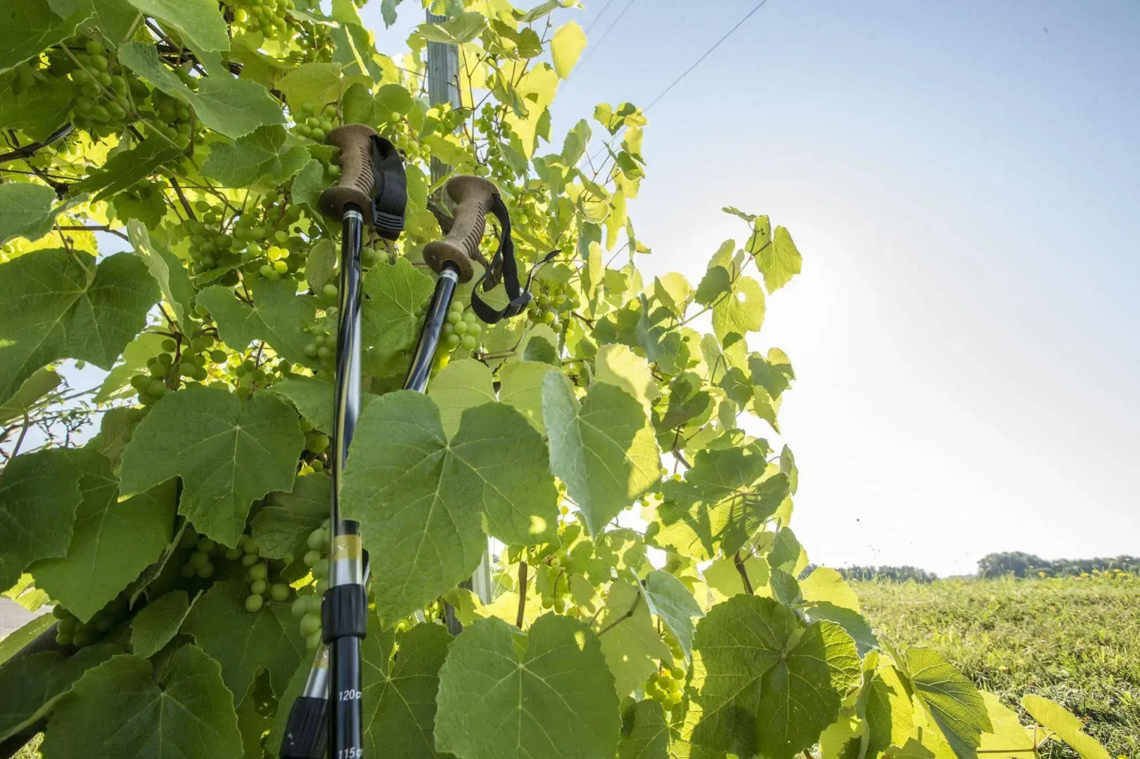 Panoramahof Loipersdorf