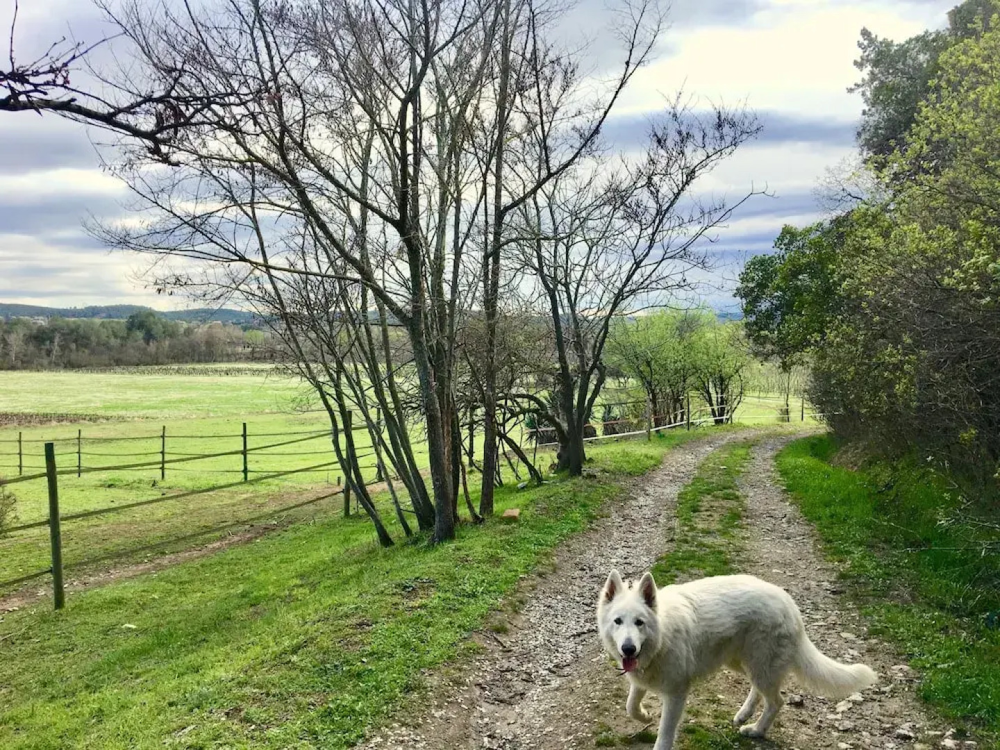 La Colline des Oliviers