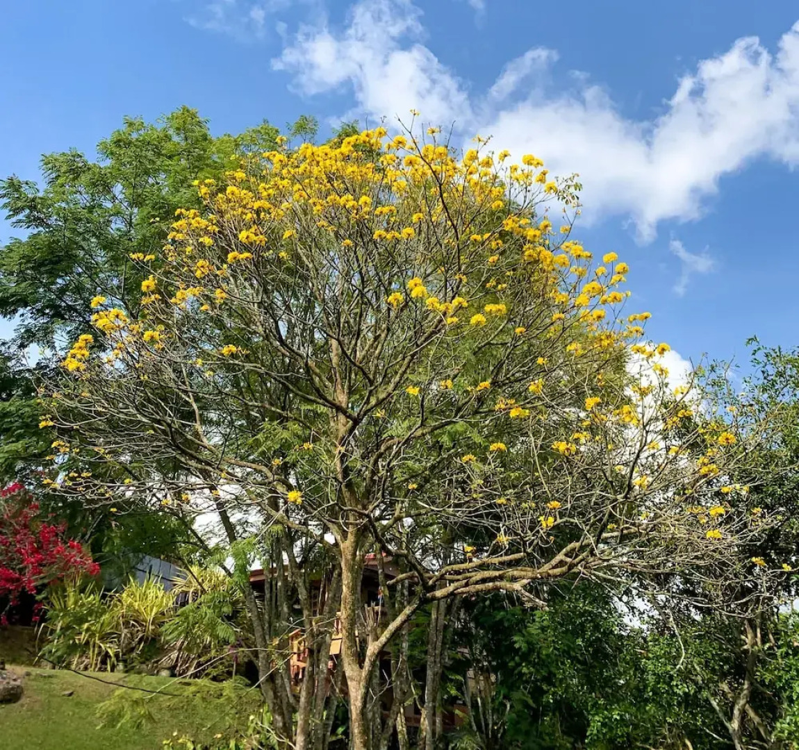 Cabañas La Naciente
