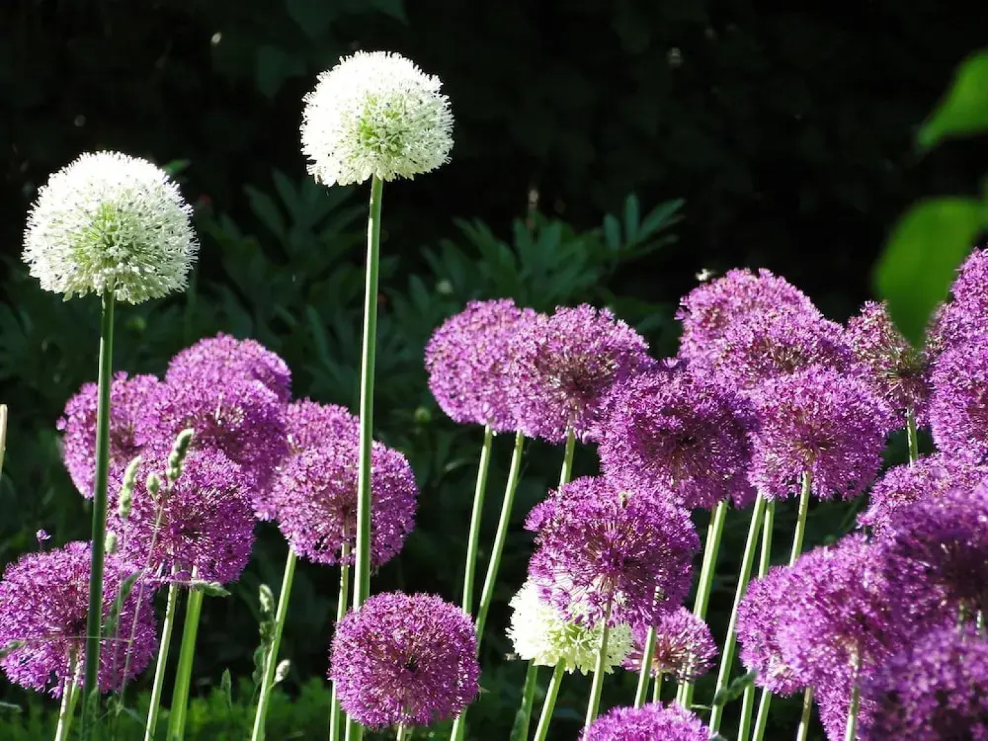 Spacious Apartment With Garden in Boisendorf