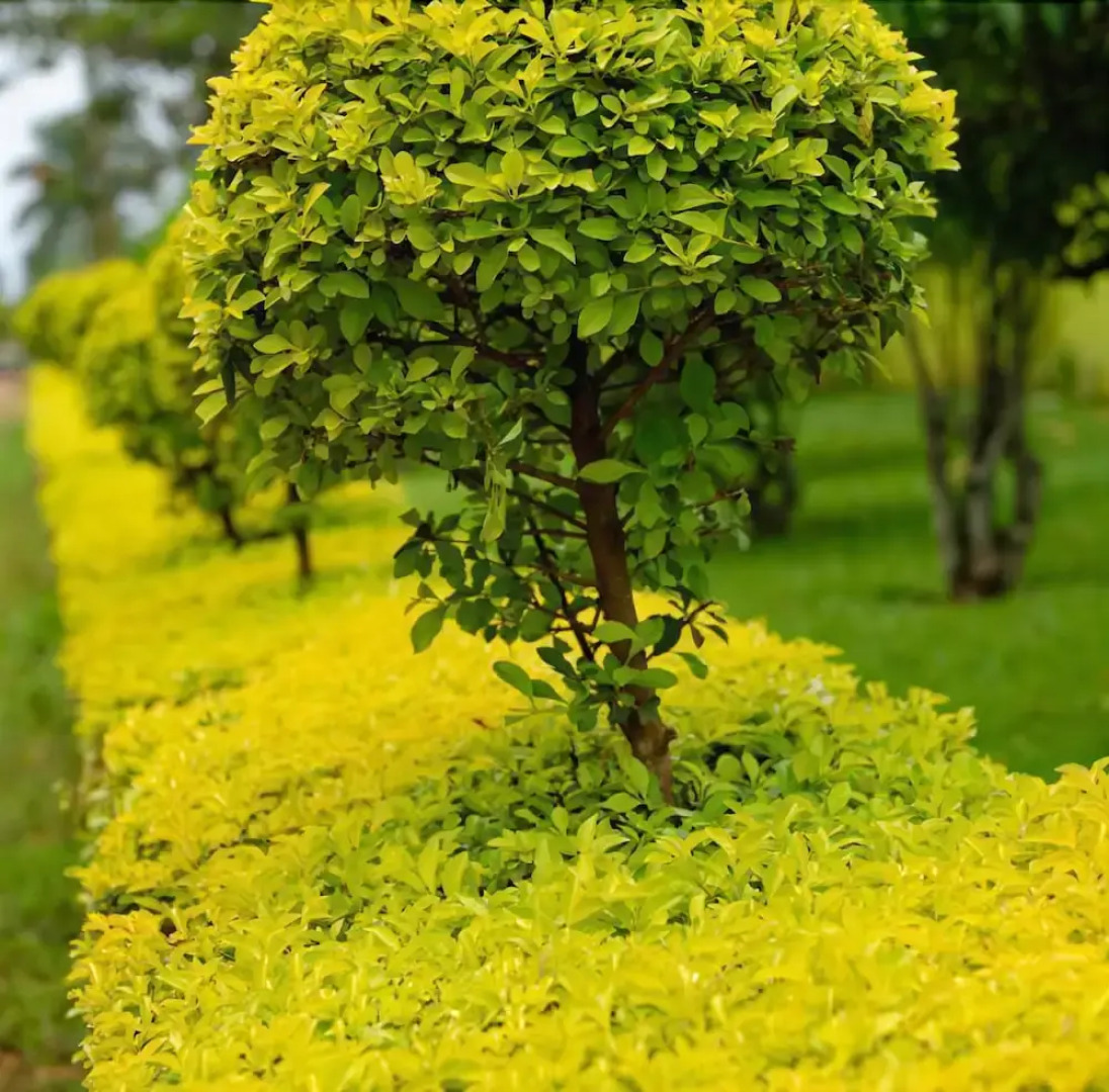 Source Of The Smile Hotel & Guesthouse