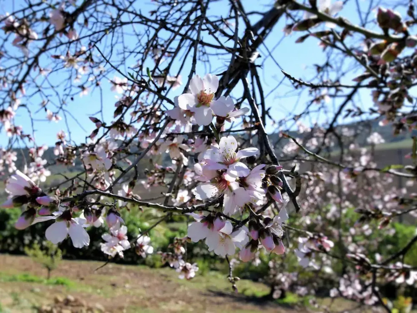 Lovely Holiday Home With Private Swimming Pool in Almogía