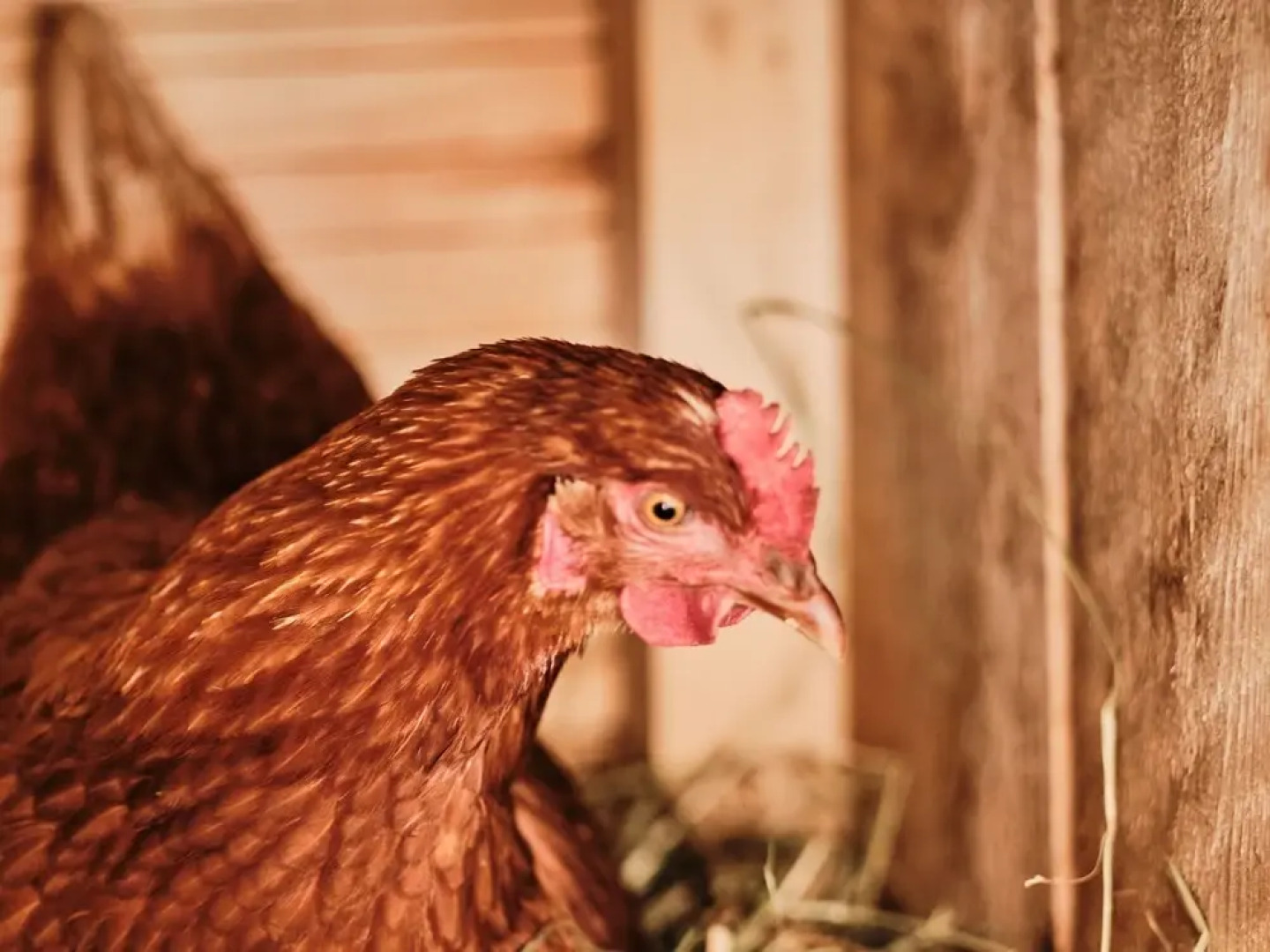 Lovely Chalet in Weißpriach Near Ski Lift