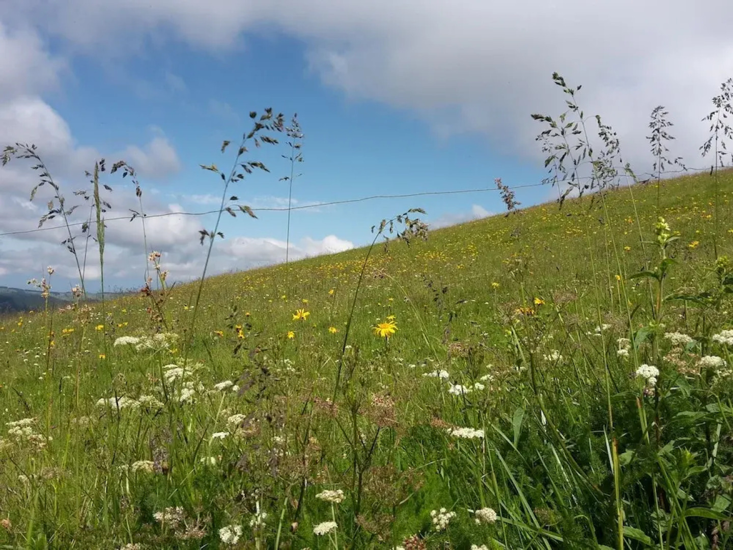 Hotel Gasthaus Hirschen