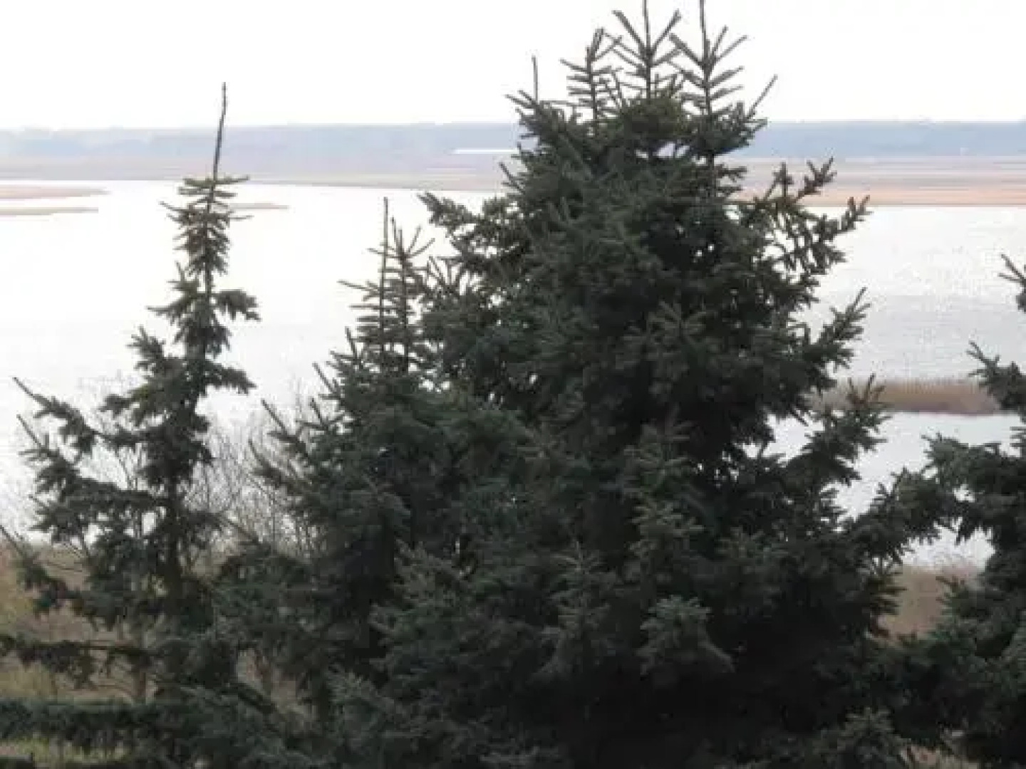 Osrodek Wczasowy Zloty Dab Domki