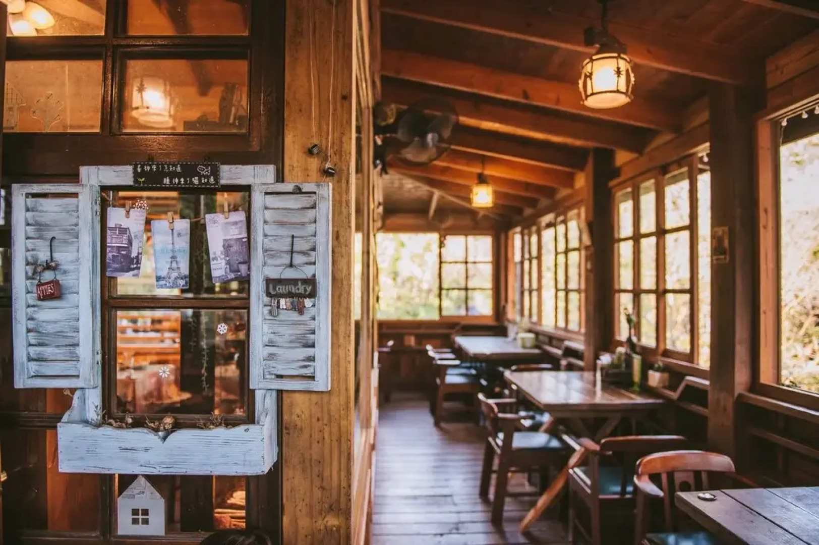 Nanzhuang Olive Tree