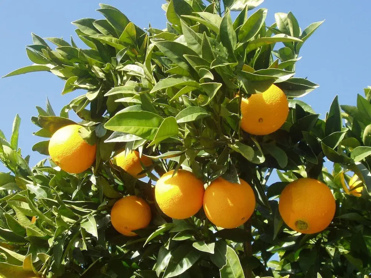 Rustic Cottage in Rute With Swimming Pool