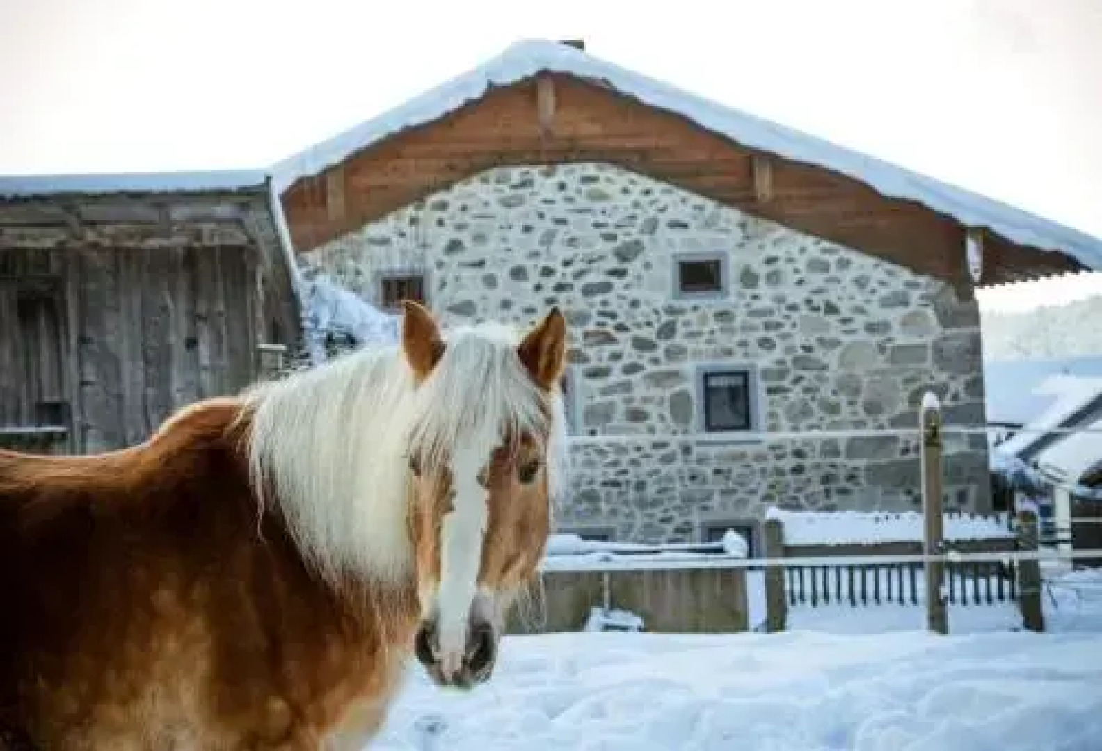 Landurlaub bei Familie Haug