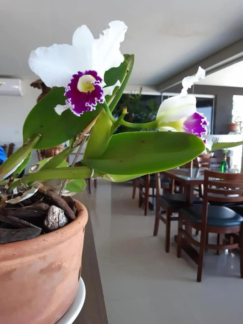 WR Confort Hotel Campo Grande