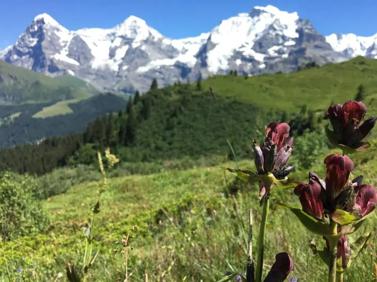 Alpenkräuter Hotel Bären