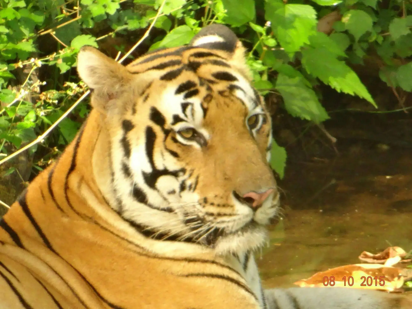 Windsor Tiger Resort