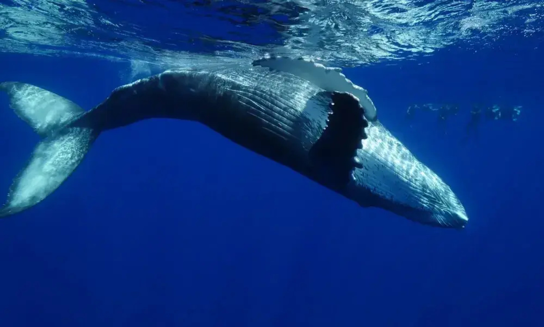 Tahiti Sail and Dive