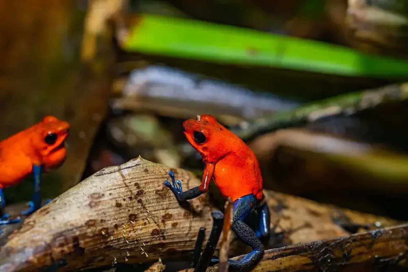 Noah's Forest by Tifakara