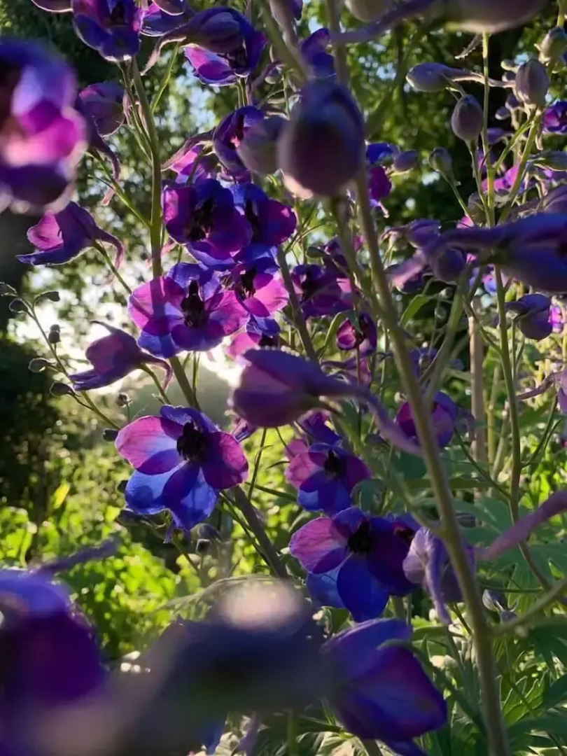 Yew Tree Cottage B&B