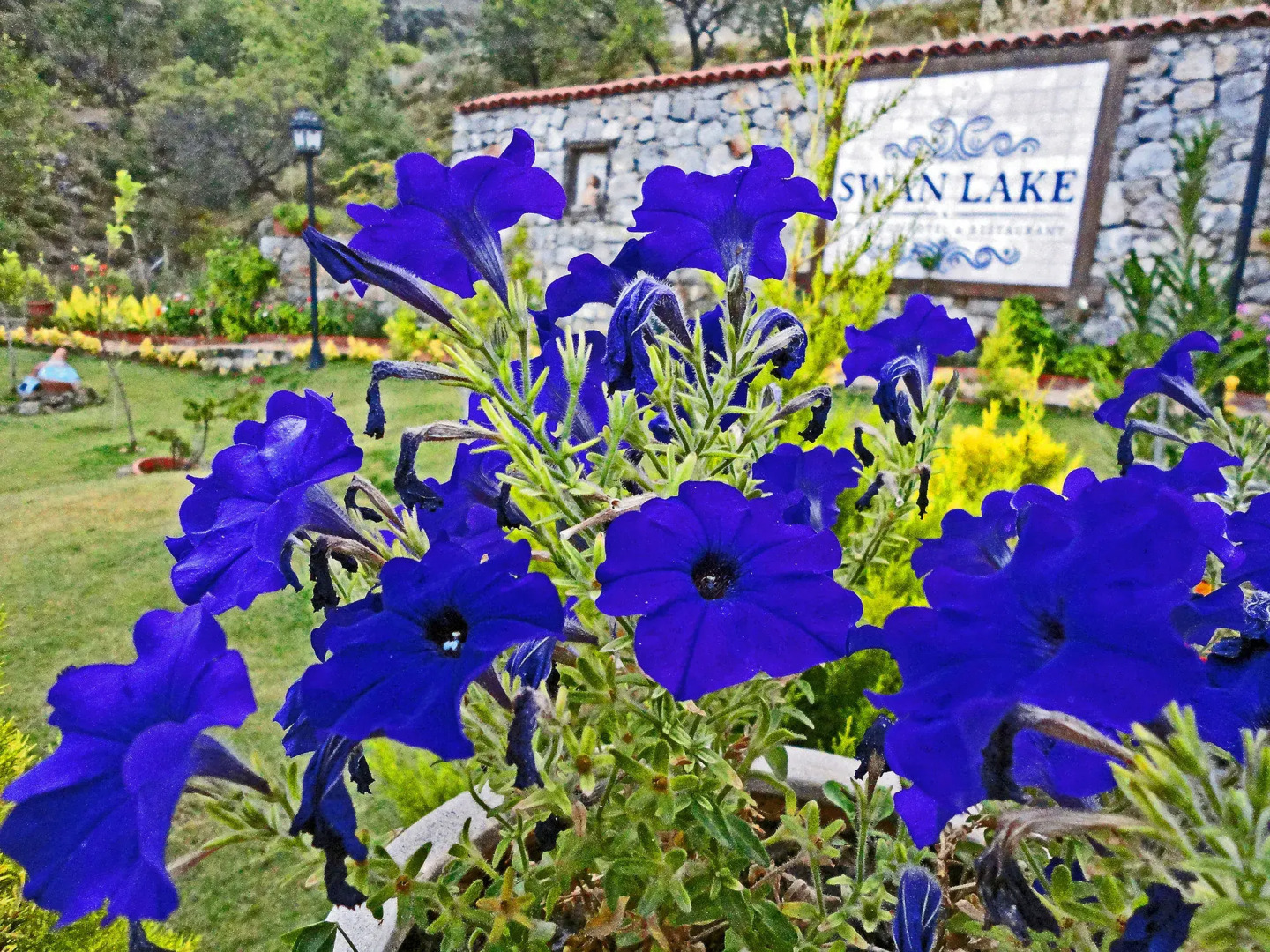 Swan Lake Boutique Hotel - Adults Only