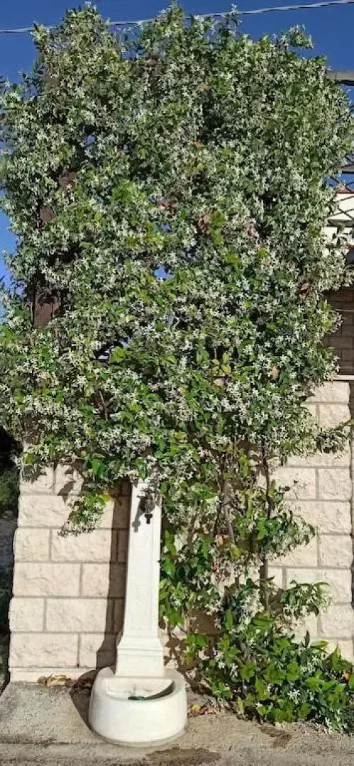 Casa "Ulivi nel Mare"