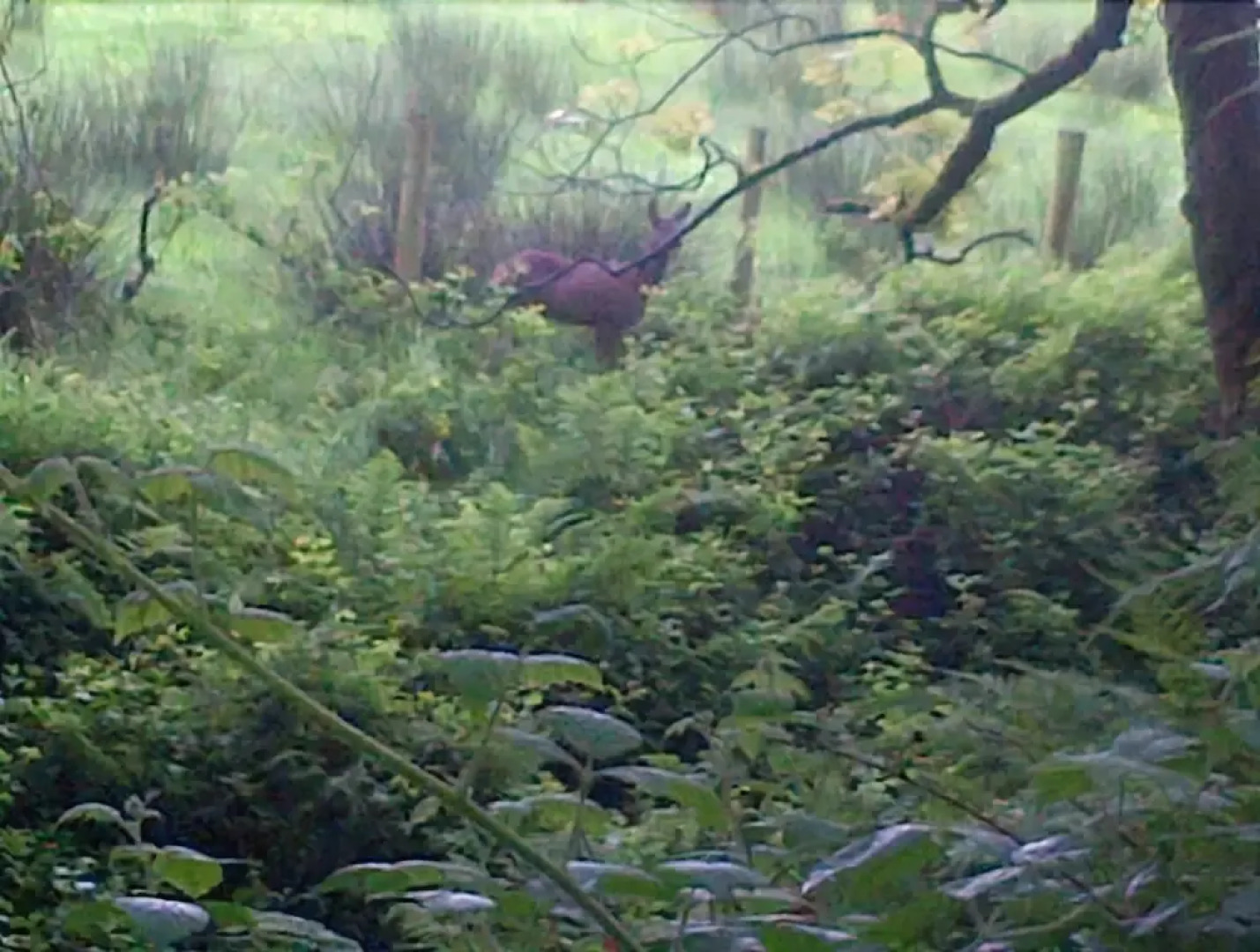 Chestnuts Bed And Breakfast