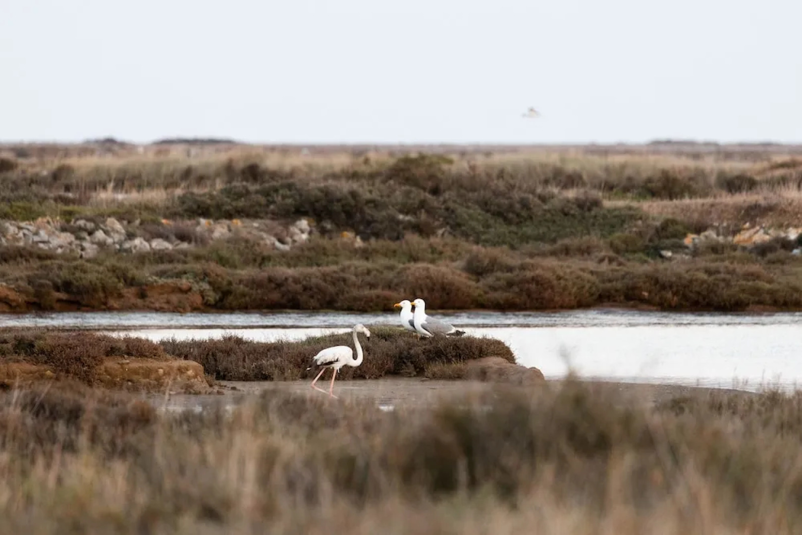 VVF Narbonne-Plage Saint-Pierre-la-Mer