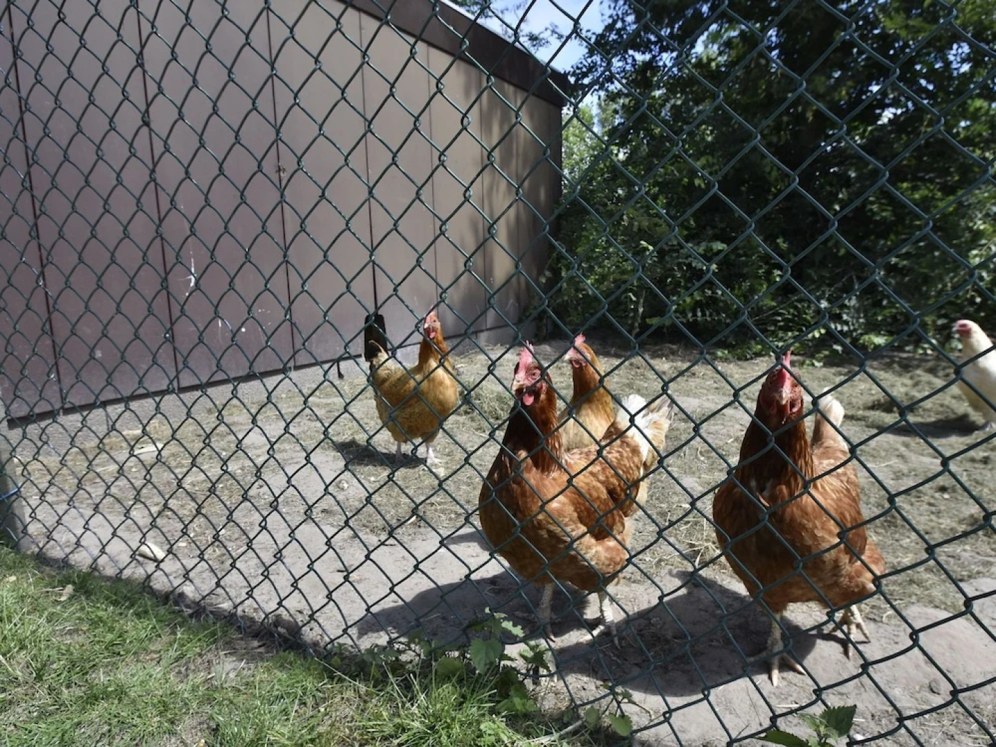 Apartment in Hippolytushoef for 2 Guest