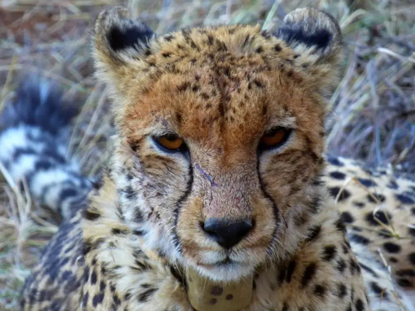 Thorn Tree Bush Camp