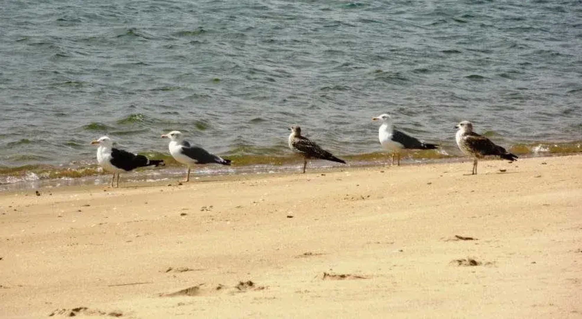 Alagoa Azul Apartments