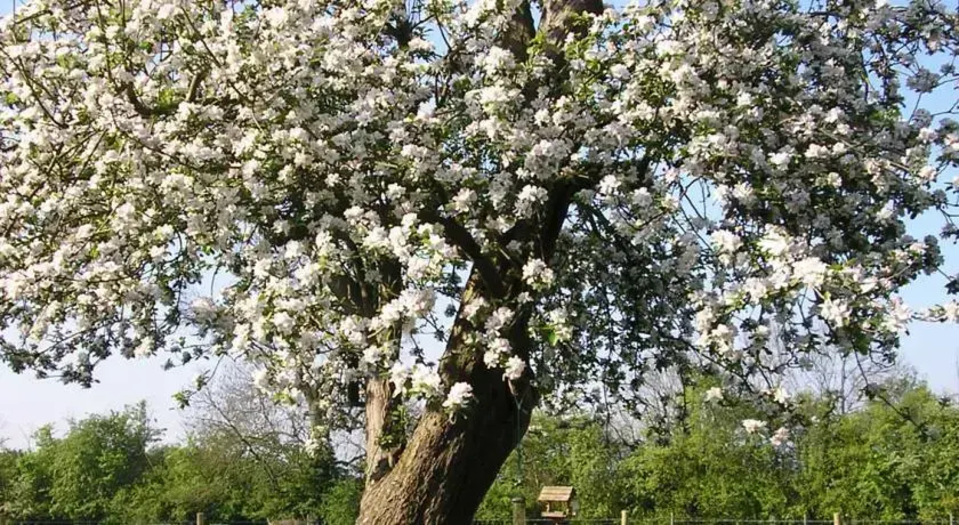 Apple Cottage Bed and Breakfast