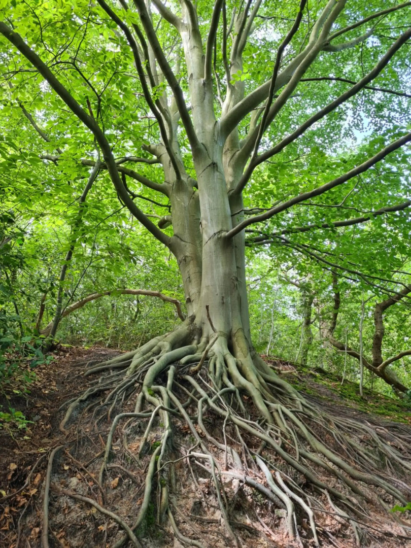 The Forester Schoorl