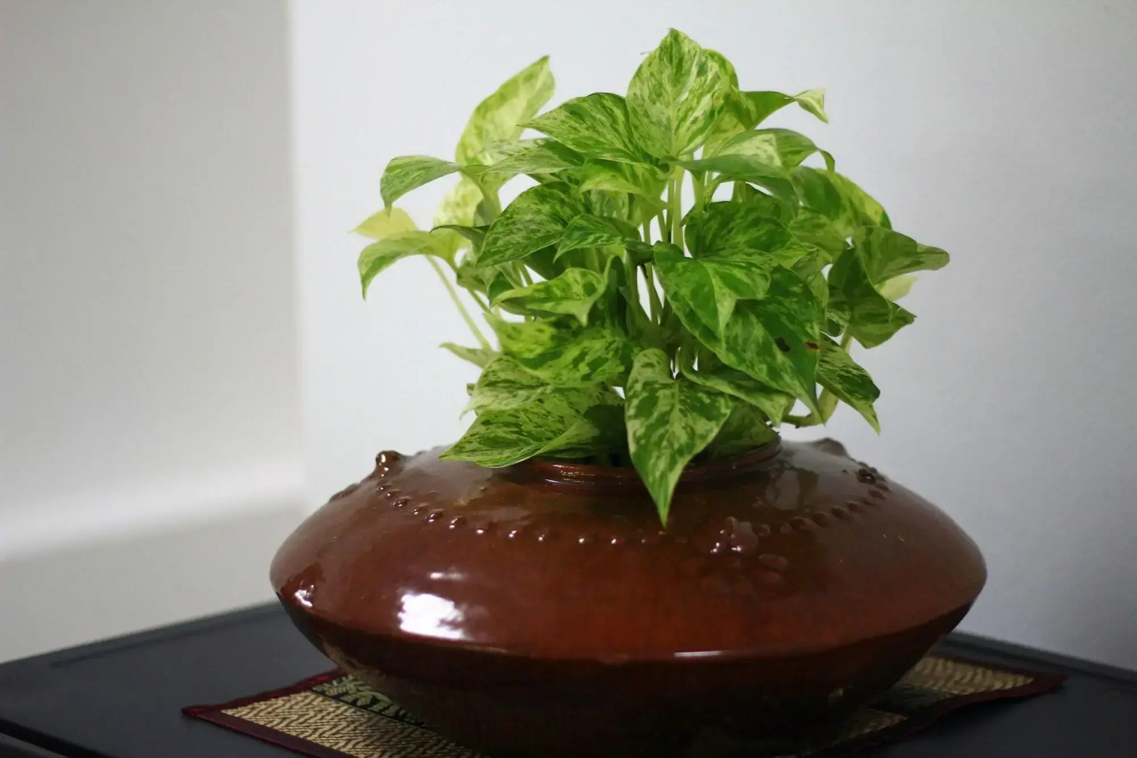 Silver Garden Resort