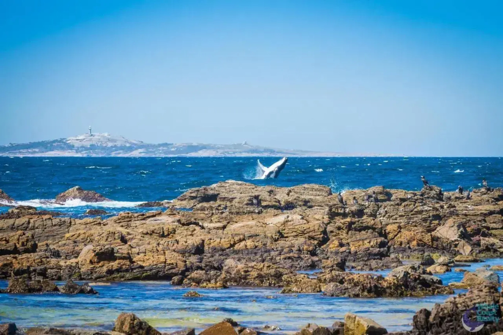 Cherrybush @ Mystery Bay