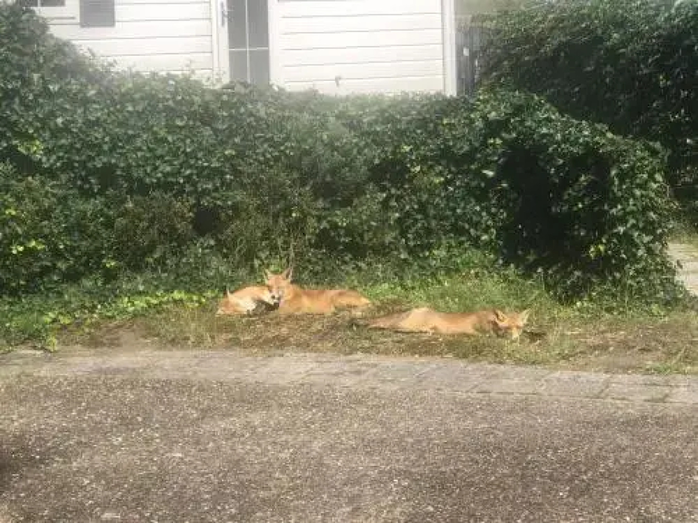 Caravan in IJmuiden op camping Duindoorn