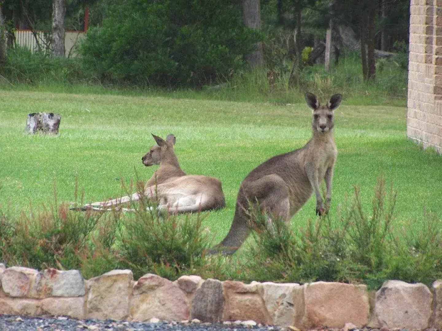 Breakfast with the Kangaroos