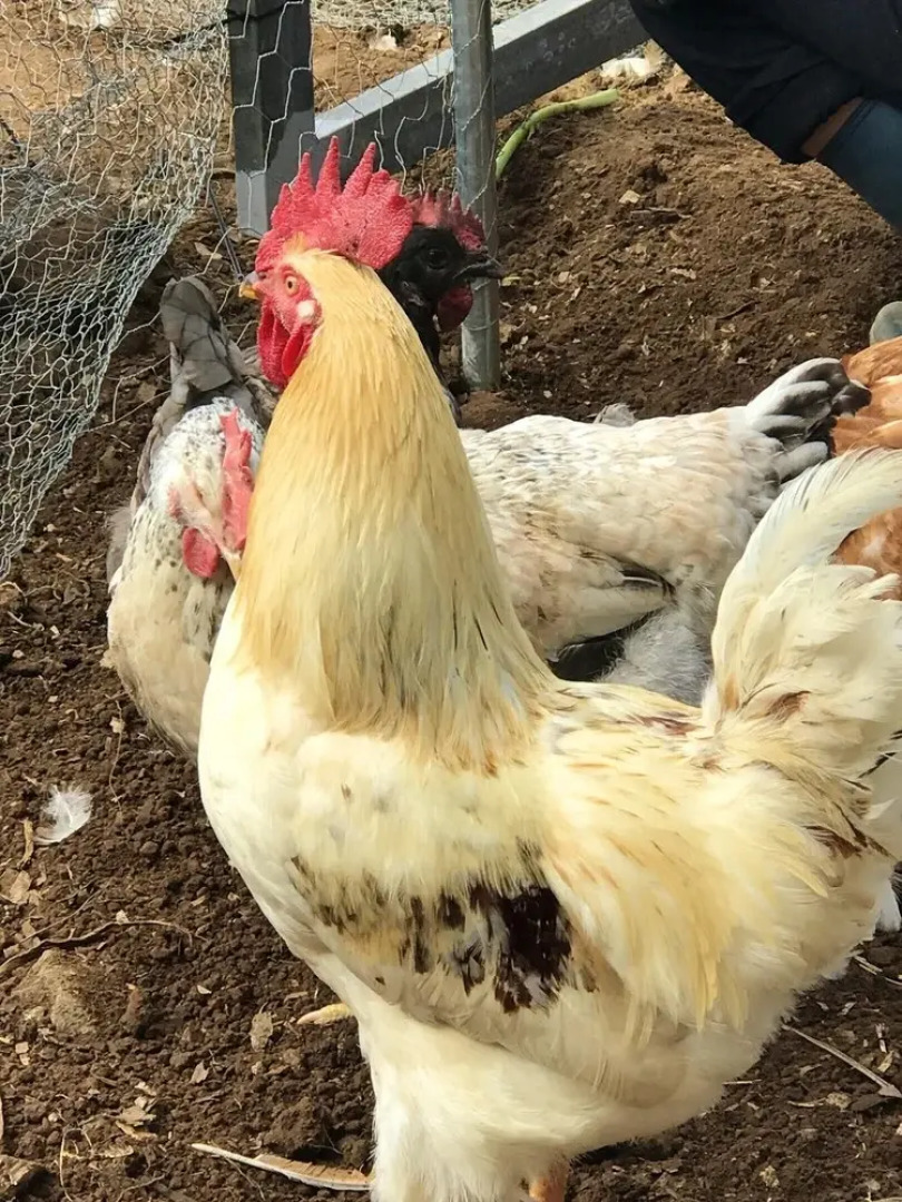 Villa 9545 Fenais Da Luz, Portugal