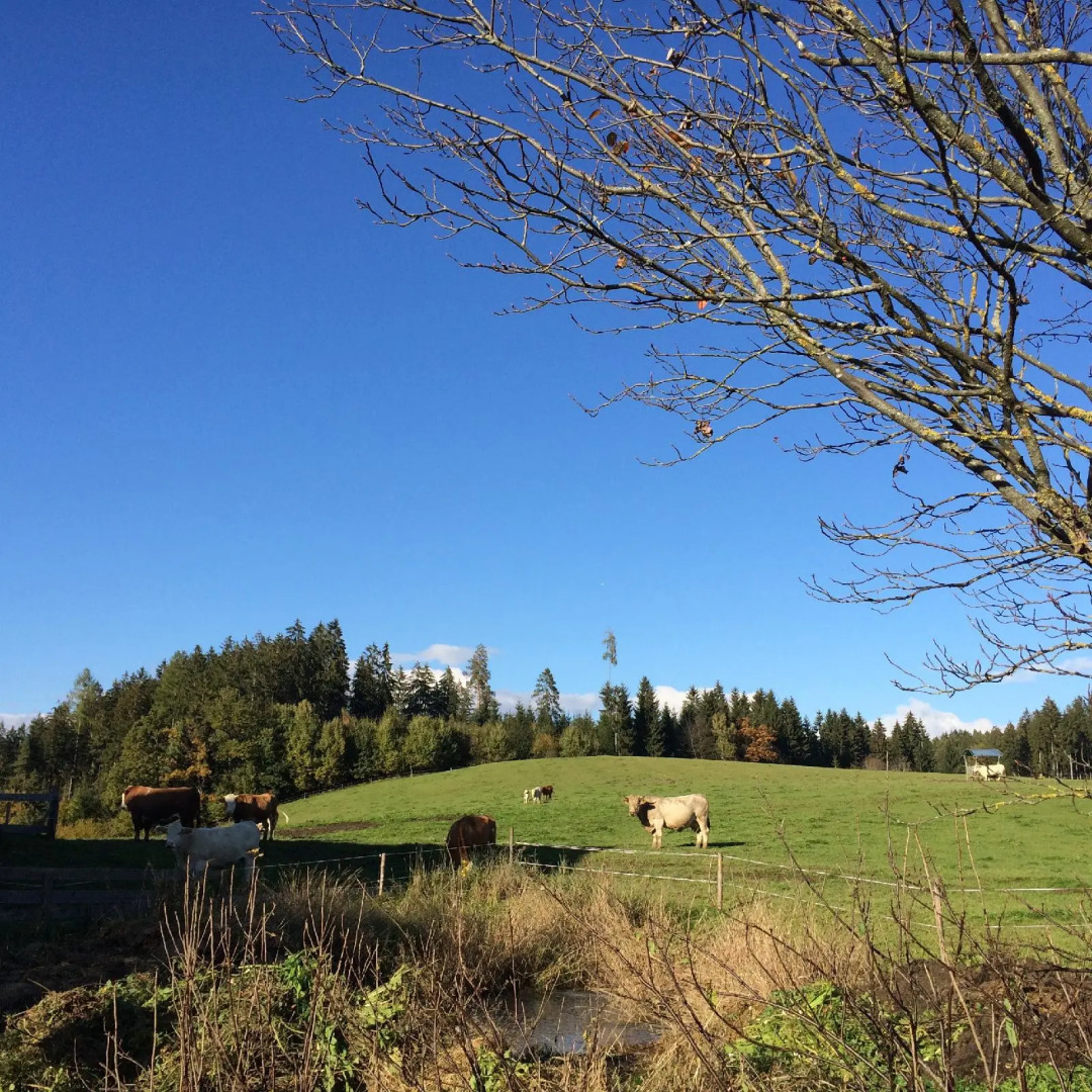Gfrerer-lipp Feldkirchen