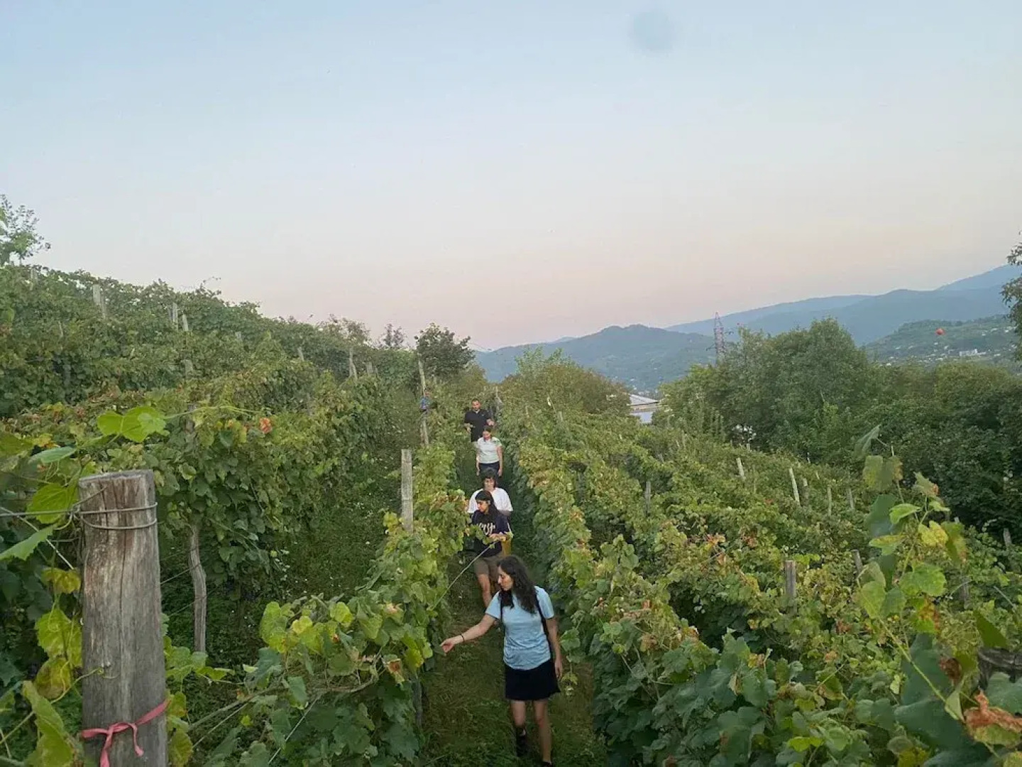 House in the Vineyard