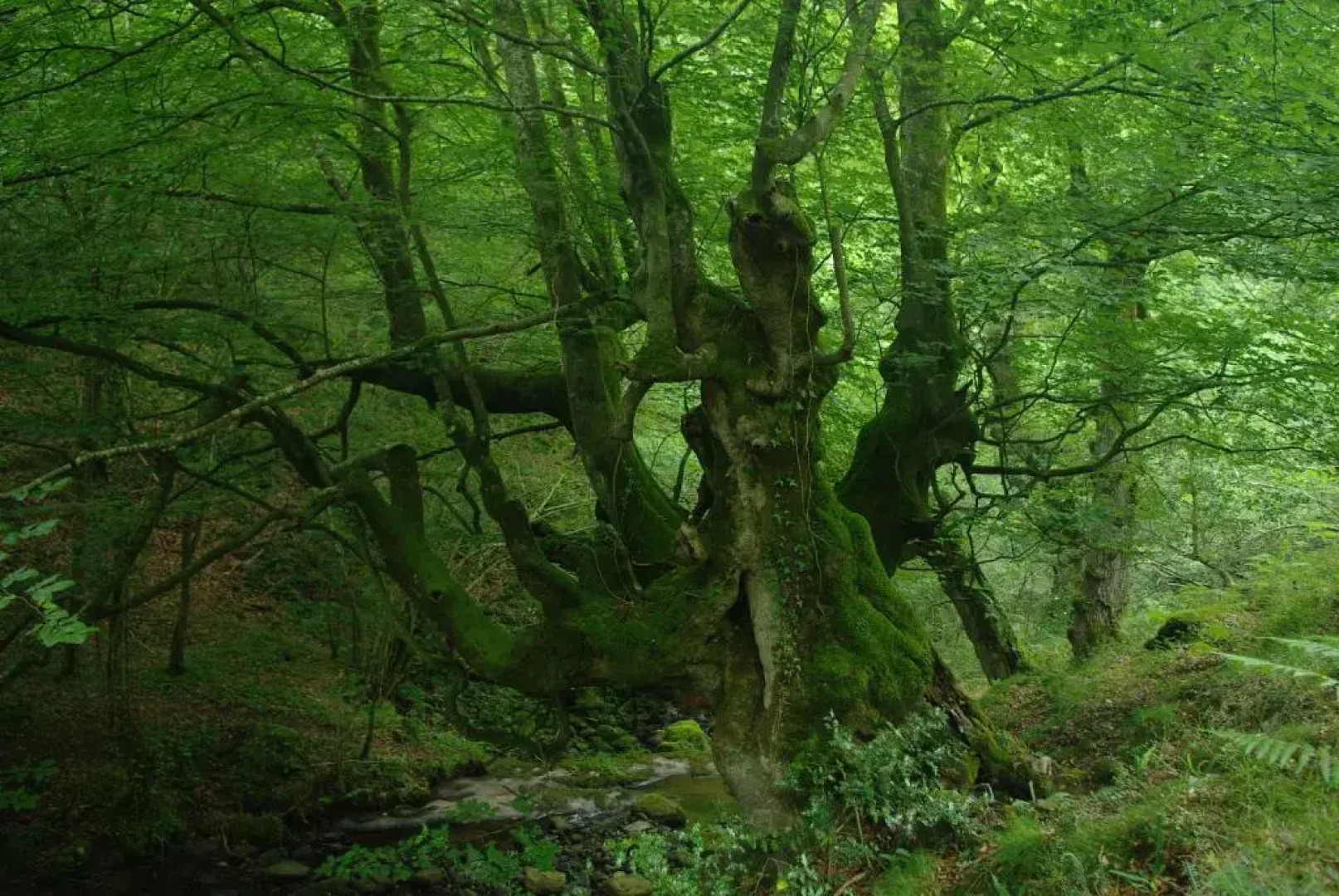 El Rincón del Besaya