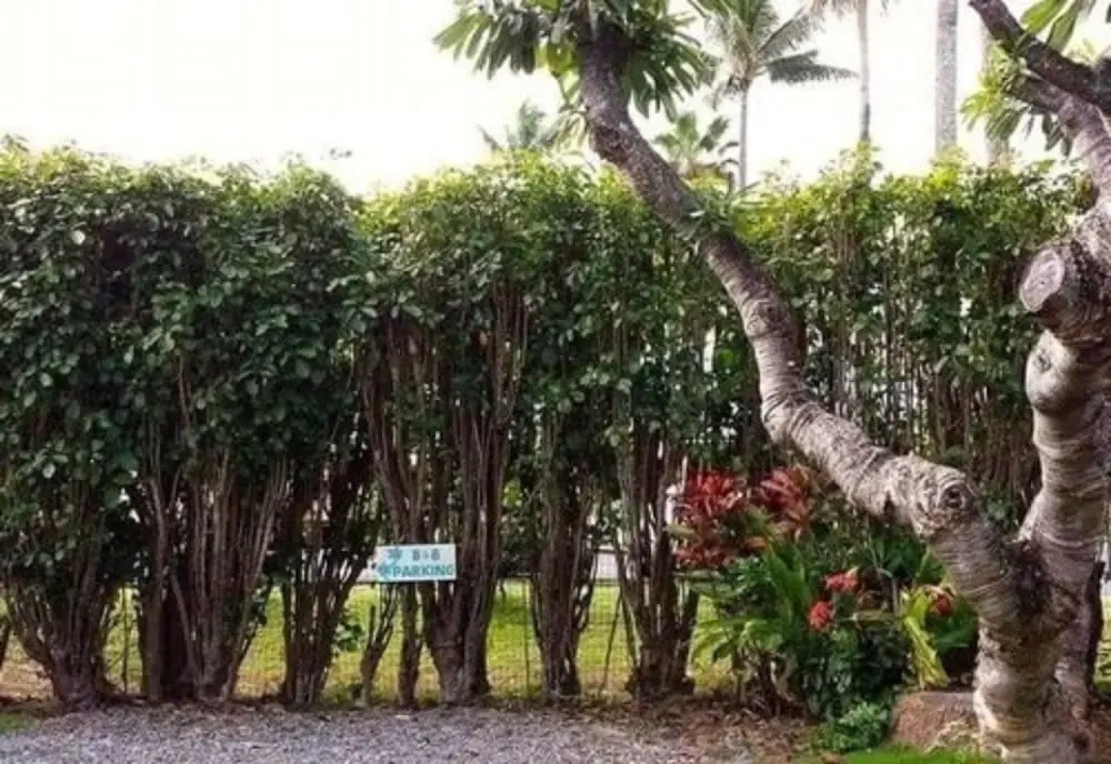 Paradise Palms B and B