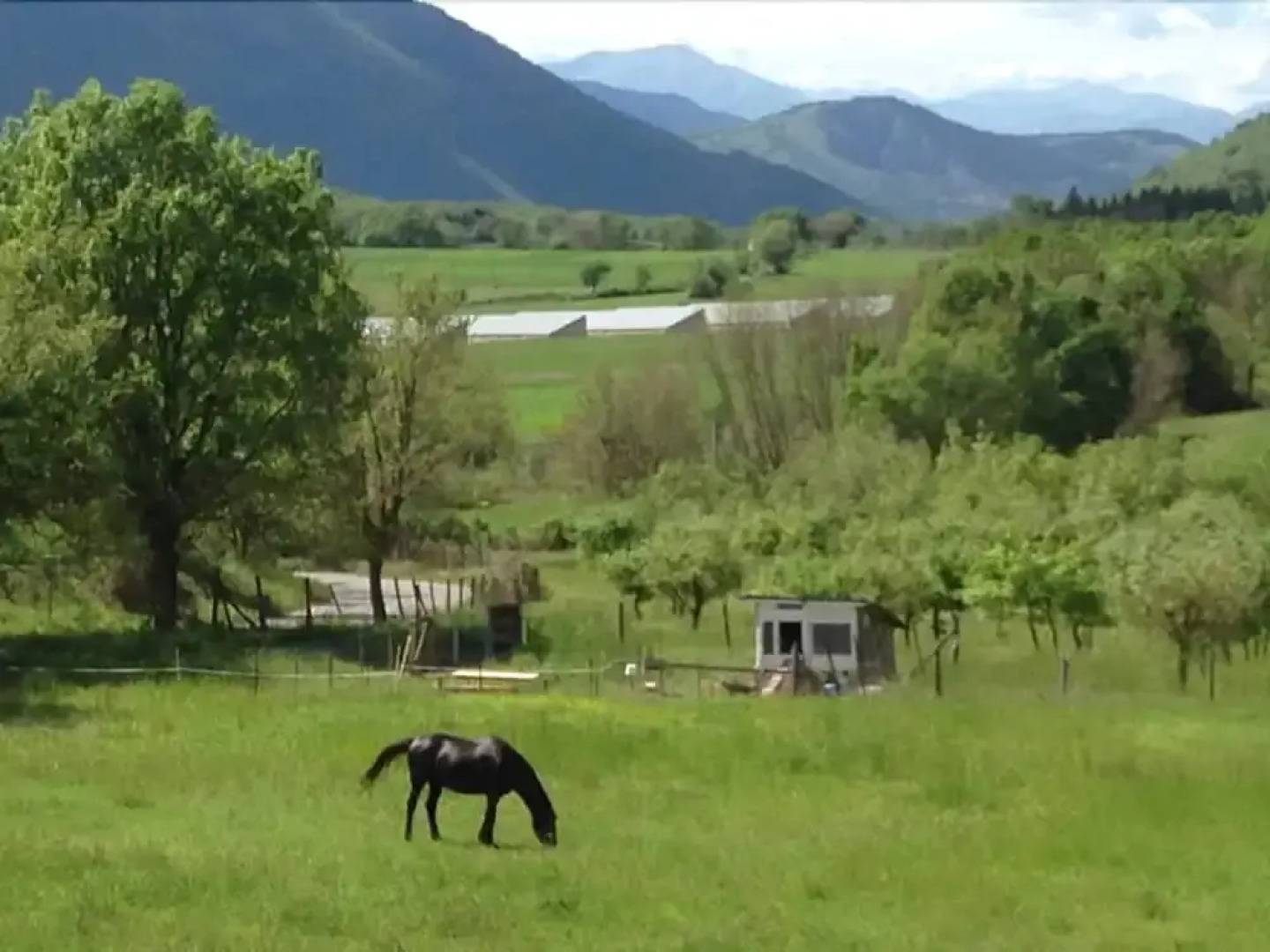 Alle Vecchie Querce - Le Rose