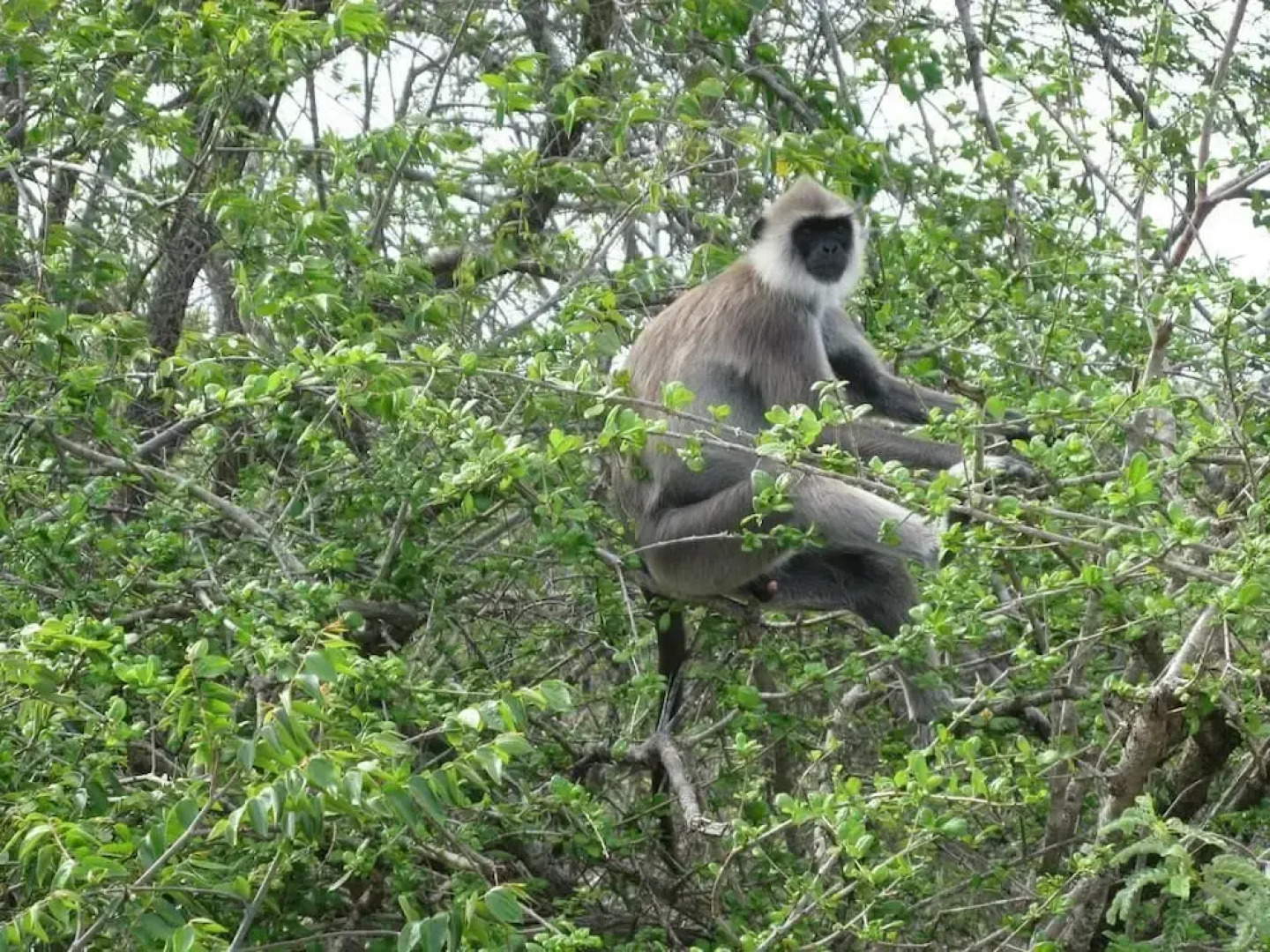 Seagulls Beach & Garden Cabanas