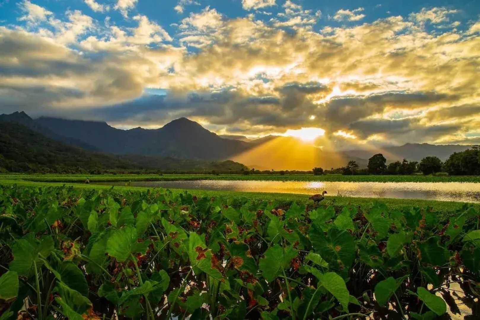 Hale Kanani (Kaua'i) - 2 Br Apts