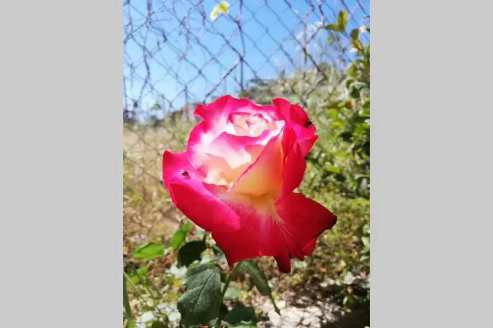 Zaharo Giota's House