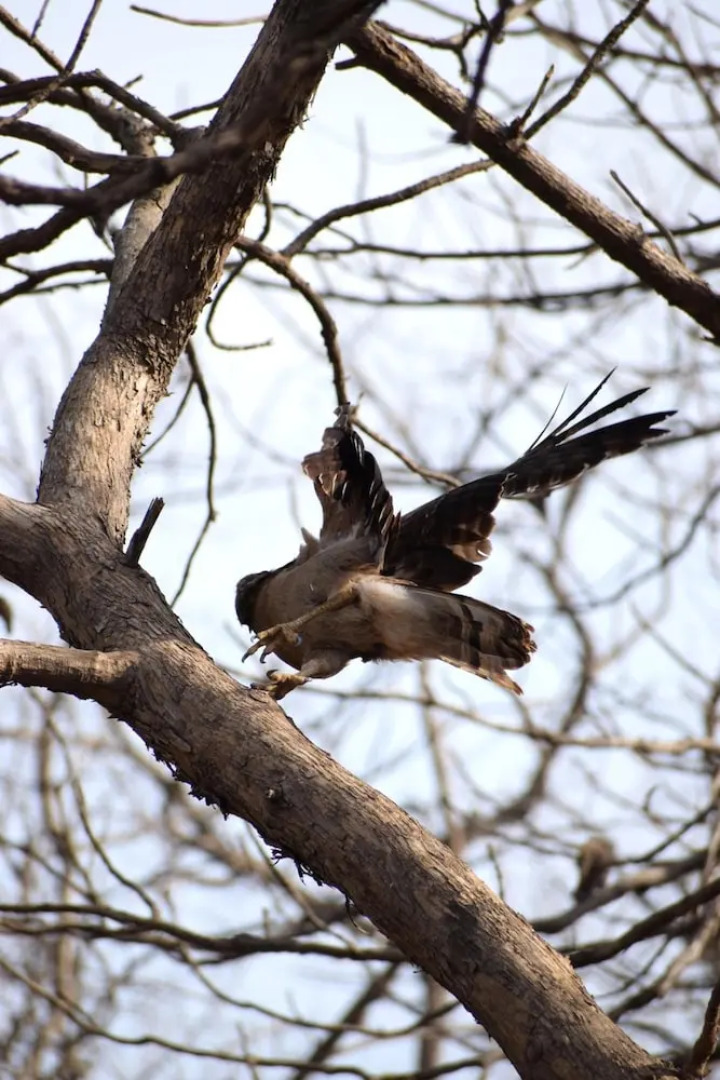 The Postcard Gir Wildlife Sanctuary