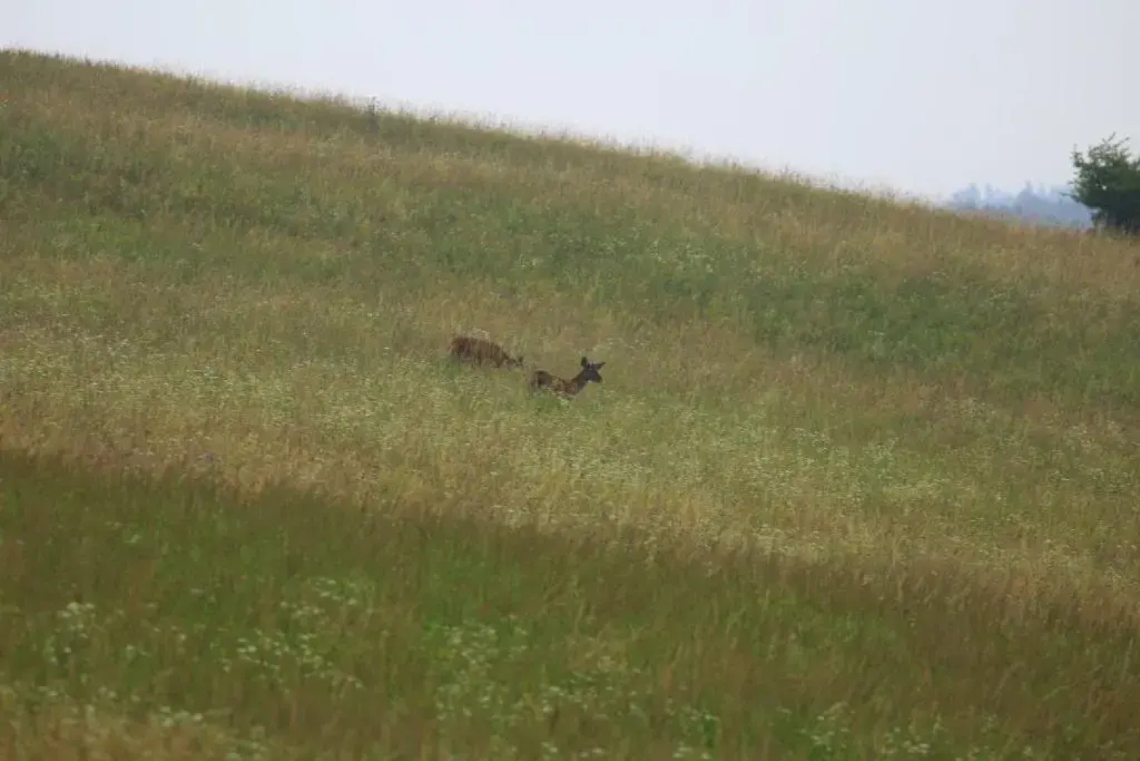 Domki W Smolniku Z Mozliwoscia Apiterapii