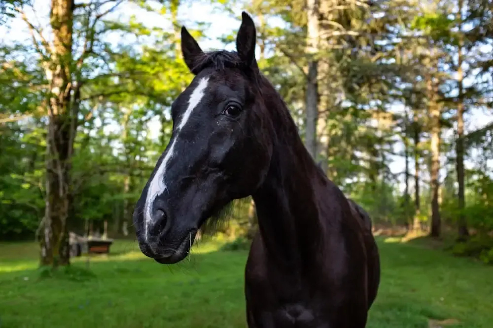 Chateau du Bas Boulay