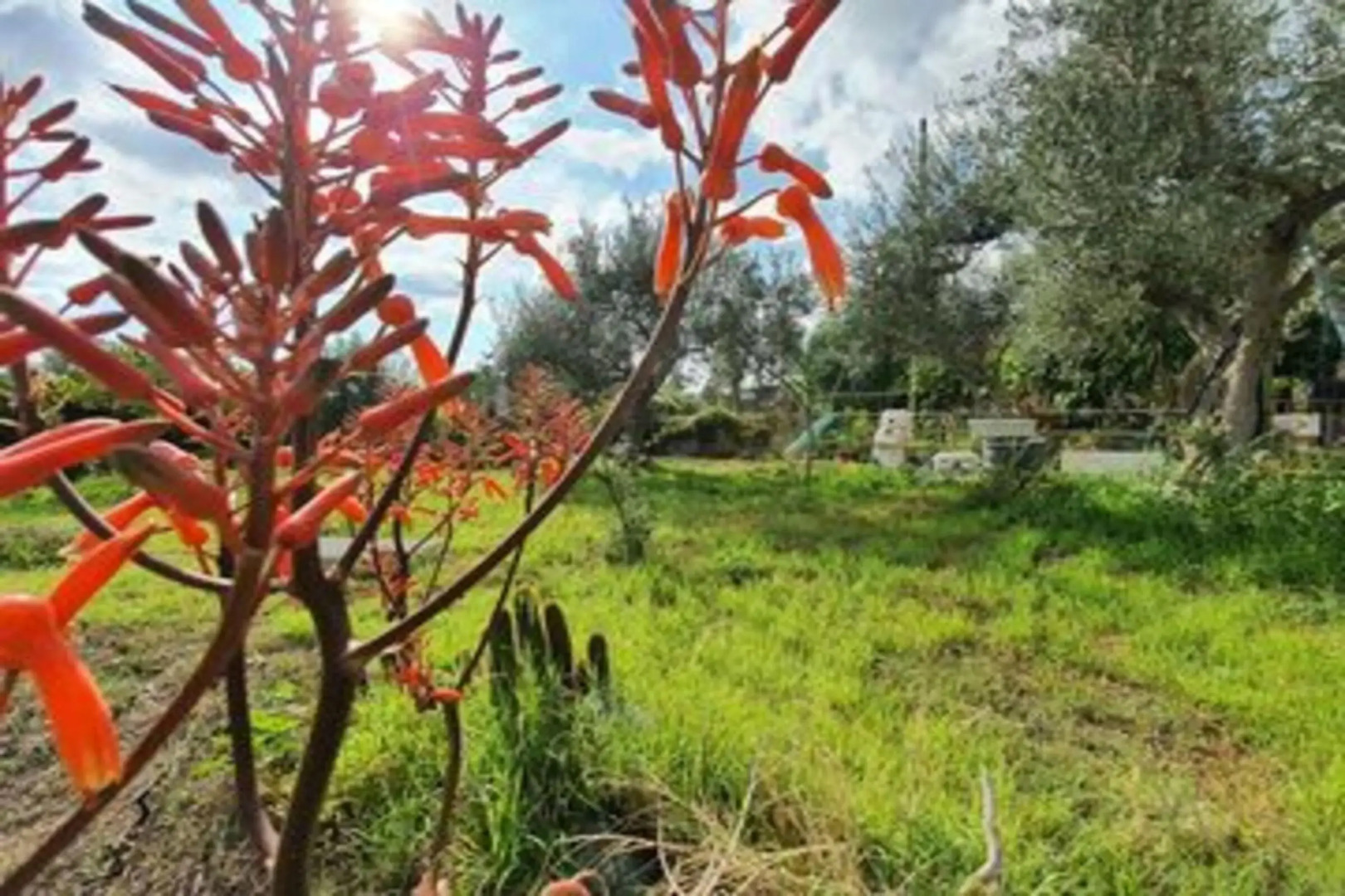 Green House between Etna and the sea