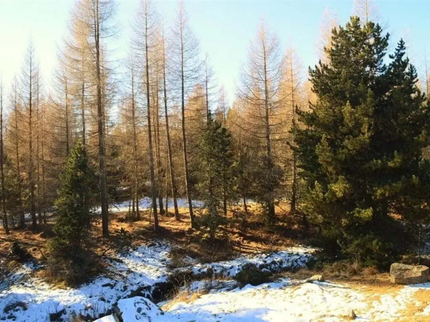 Chalet Bolquère-Pyrénées 2000, 3 pièces, 6 personnes - FR-1-592-5